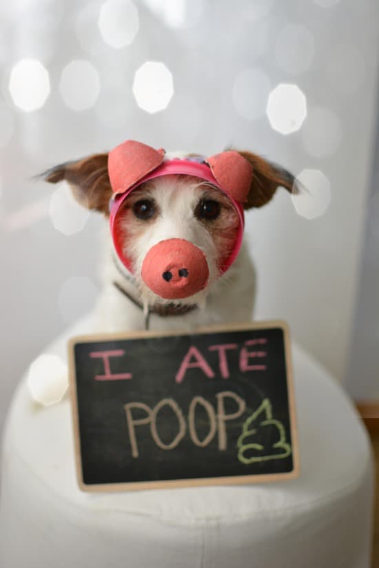 dog with text i ate poop