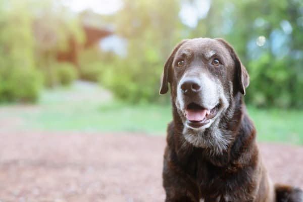 orthopedic-beds-make-the-perfect-holiday-gift-for-an-old-dog