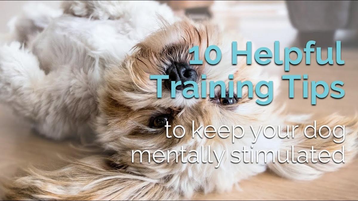 'Video thumbnail for 10 Tips to keep your dog mentally stimulated'