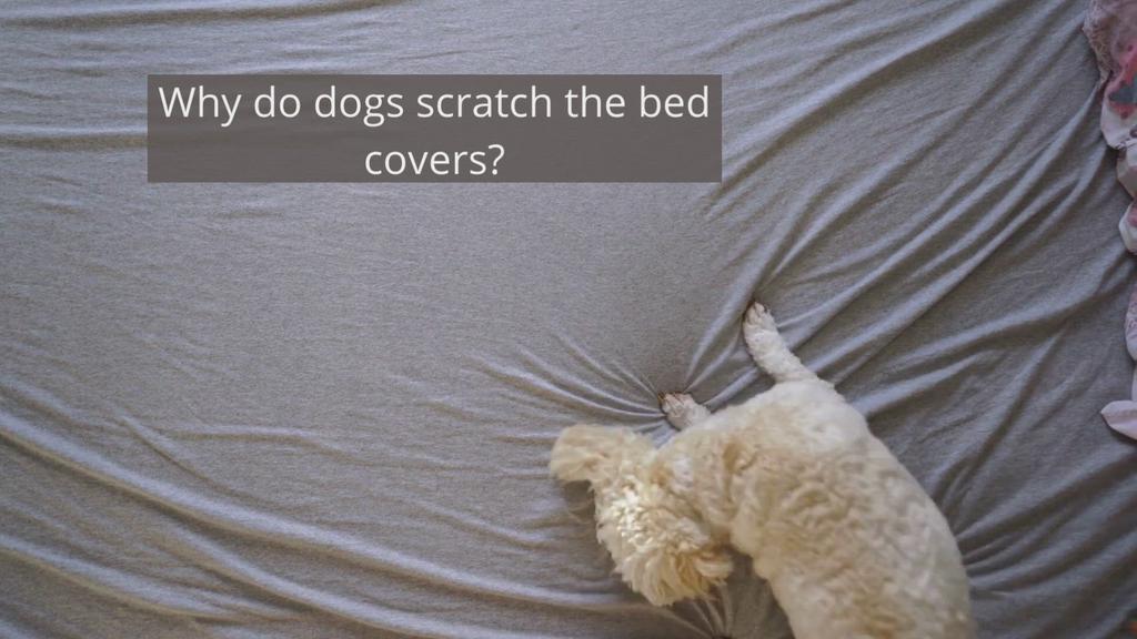 'Video thumbnail for Why does my dog scratch my bed sheets?'