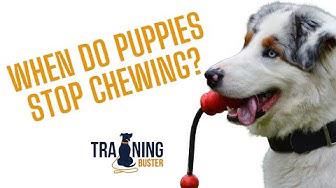 'Video thumbnail for When do puppies stop chewing?'