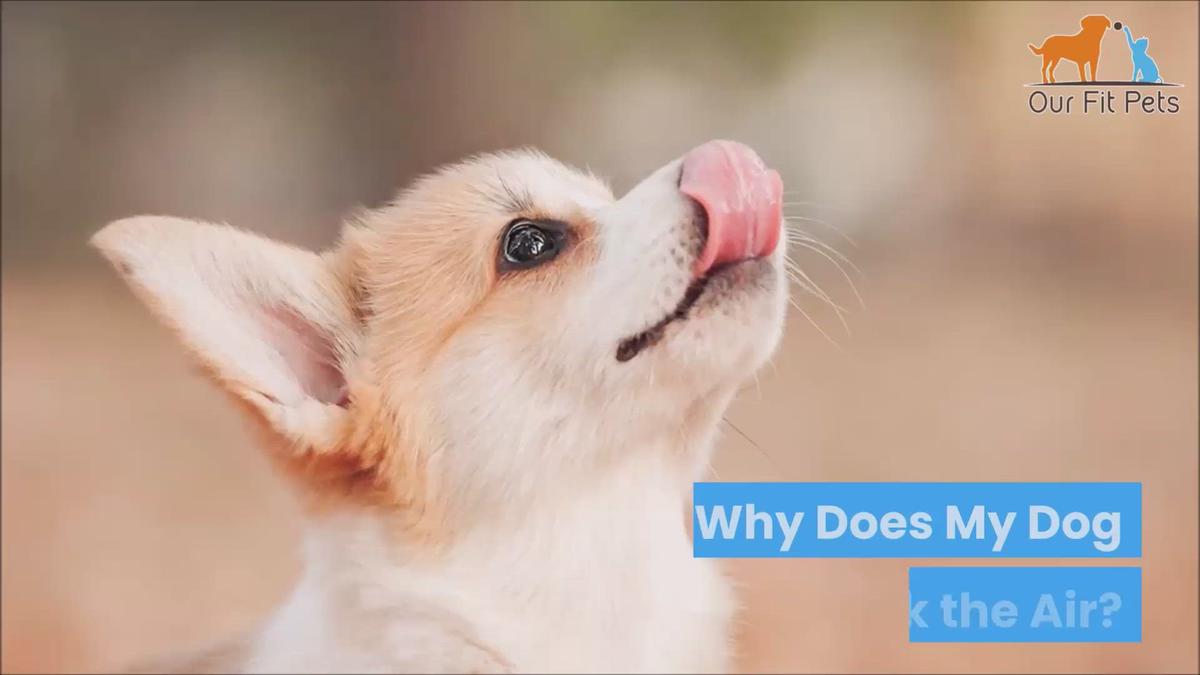 'Video thumbnail for Why Does My Dog Lick The Air?'