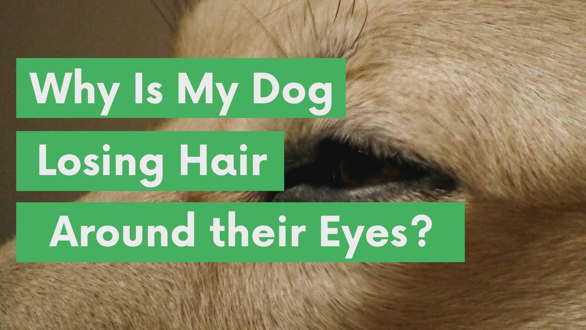 'Video thumbnail for Why is My Dog Losing Hair Around its Eyes?'
