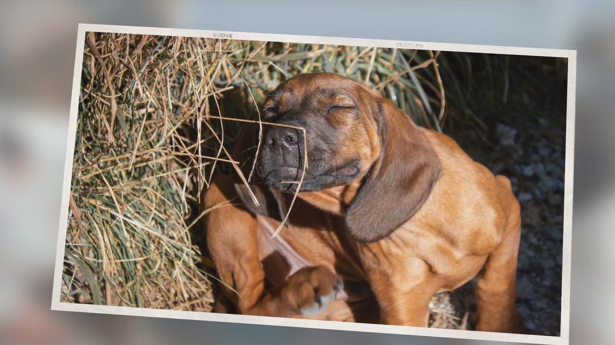'Video thumbnail for My Dog Keeps Scratching Its Mouth: 4 Common Causes and What to Do - PetDT'