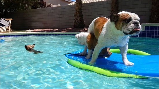 dogs in a swimming pool