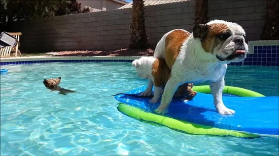 Dogs in a swimming pool