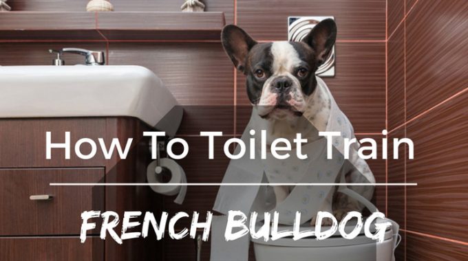How to toilet train french bulldog