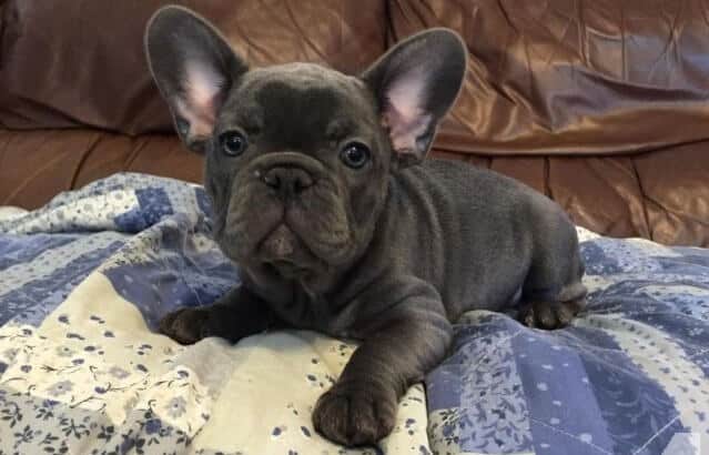 french bulldog colors