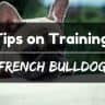 Tips on training a french bulldog