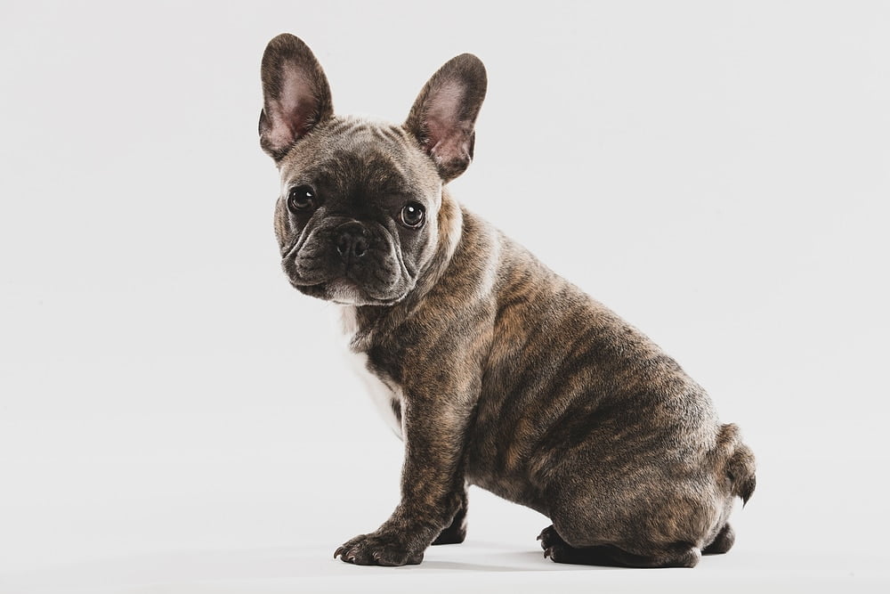 Brindle french bulldog