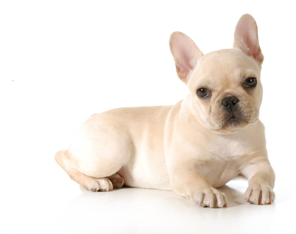 Cream french bulldog