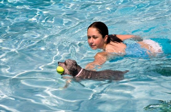 dog swimming with human