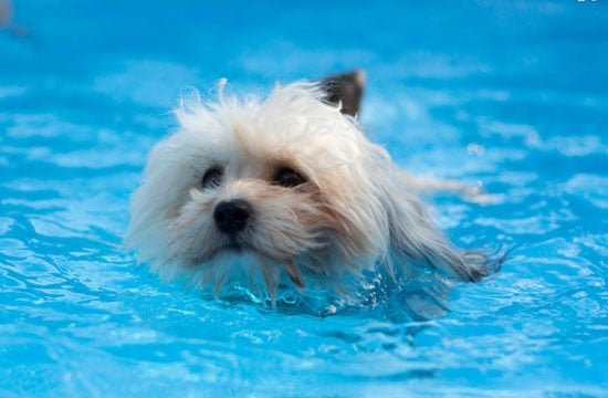 dog swimming