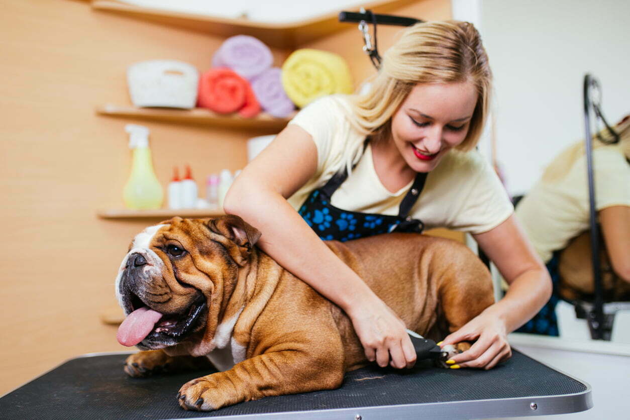 English bulldog grooming