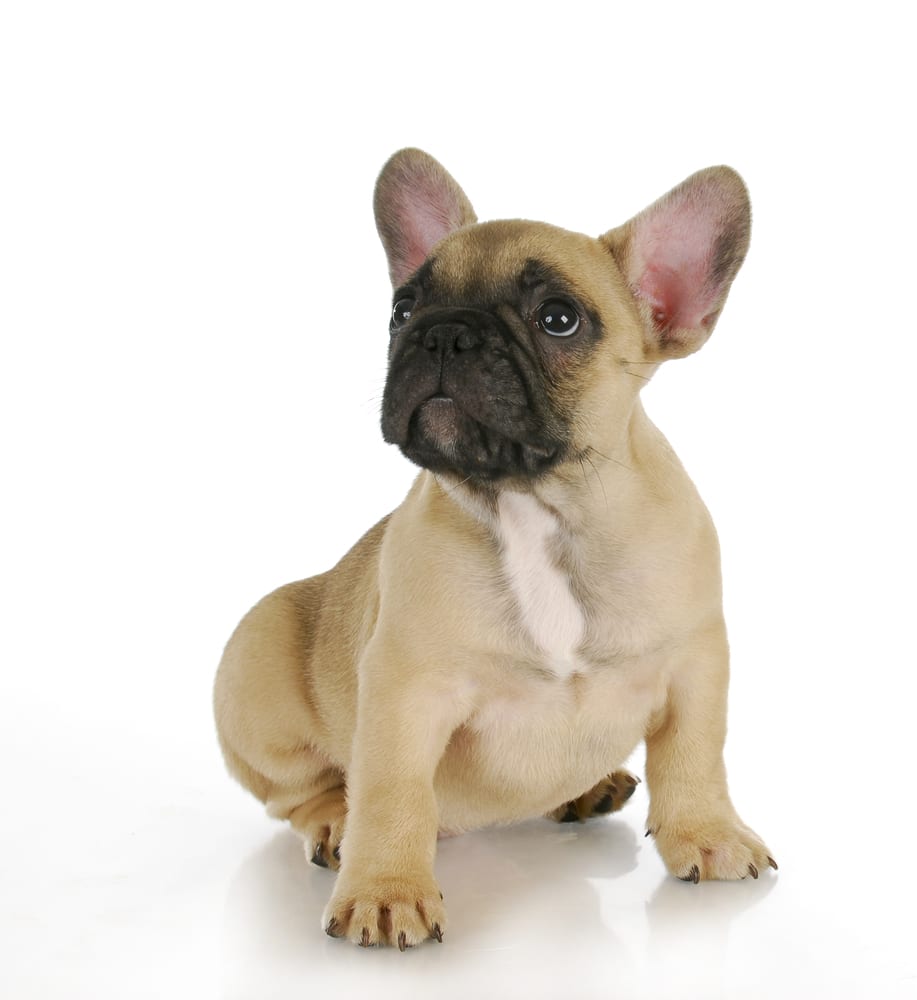 Fawn french bulldog 2