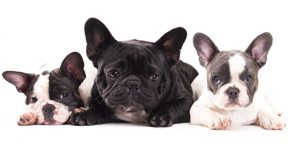 French bulldog colors