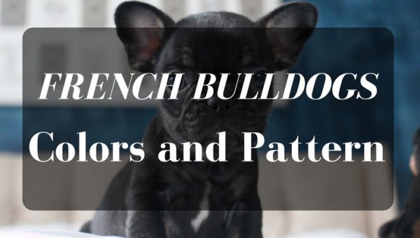 French bulldogs color