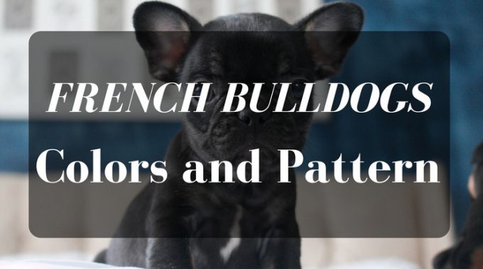 French bulldogs color