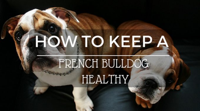 How-to-keep-a-french-bulldog-healthy