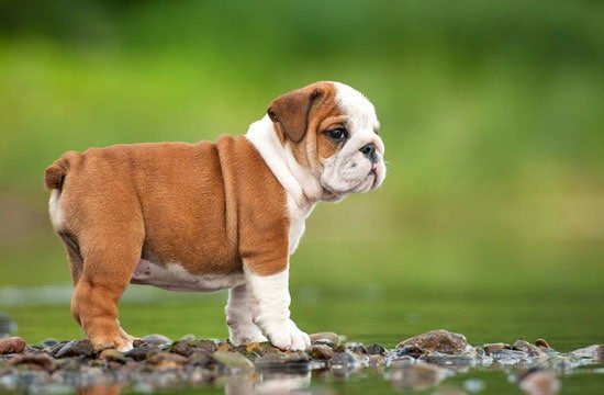 Train-bulldog-02