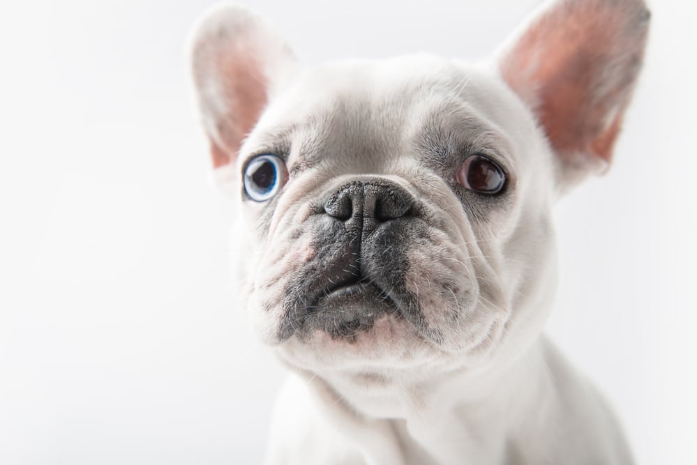 White french bulldog