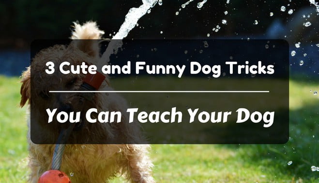 Cute and funny dog tricks