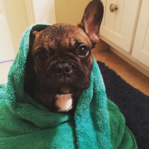 French Bulldog wrapped in a towel