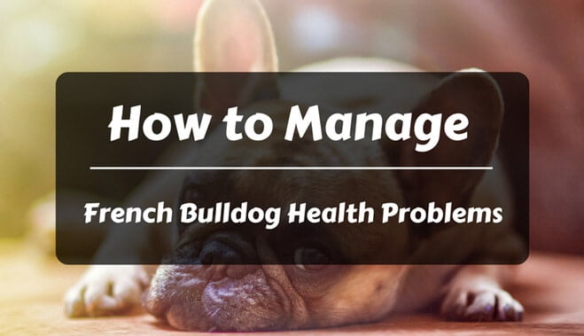 French bulldog health problems