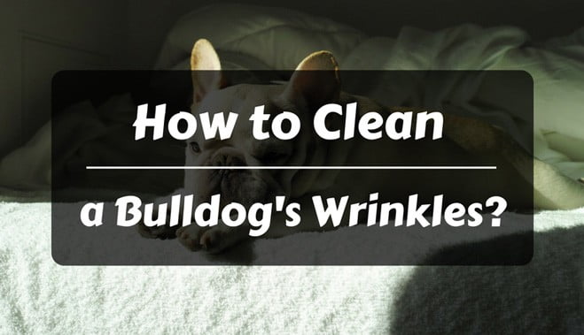 How to clean a bulldogs wrinkles