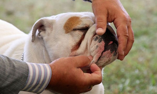 How to Clean a Bulldog&rsquo;s Wrinkles? - PetDt - A dog blog