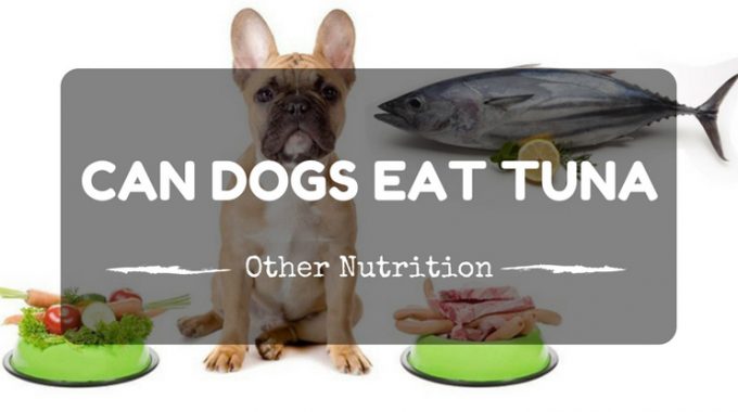 Can dog eat tuna