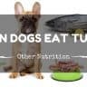 Can dog eat tuna