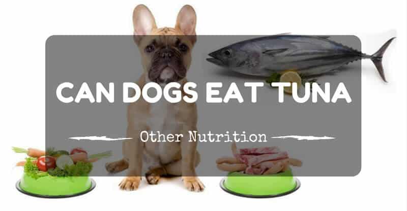 is it ok to give dogs tuna