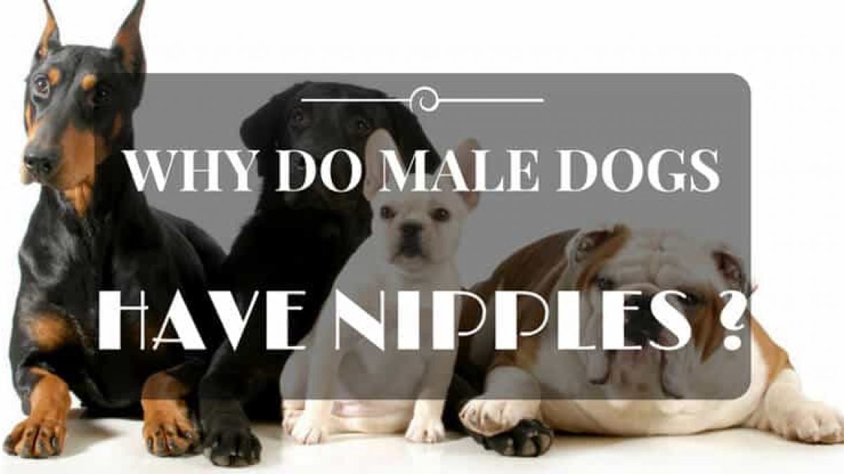 What Colour Should Dogs Nipples Be