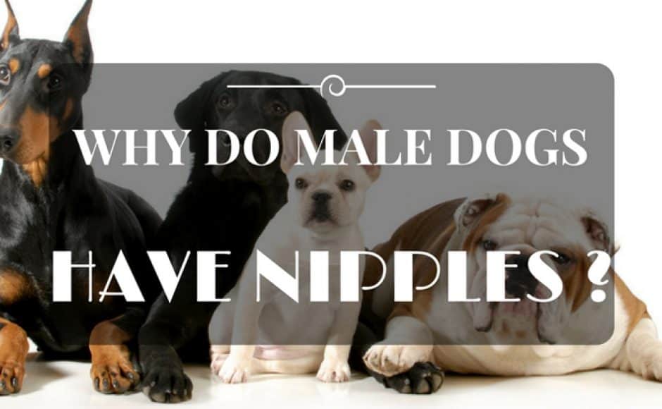 Why Do Male Dogs Have Nipples ? (The Answer May Surprise You!) PetDT