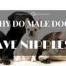 Do male dogs have nipples 3