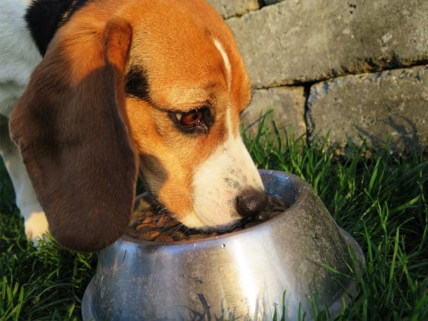 Feeding schedule to help dry heaving dogs