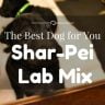 Shar-Pei Lab Mix