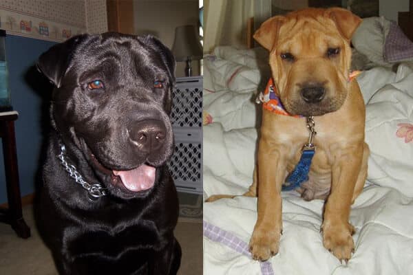 shar pei lab mix for sale