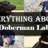 Doberman lab mix 2
