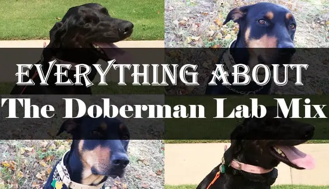 23+ Doberman White Lab Mix