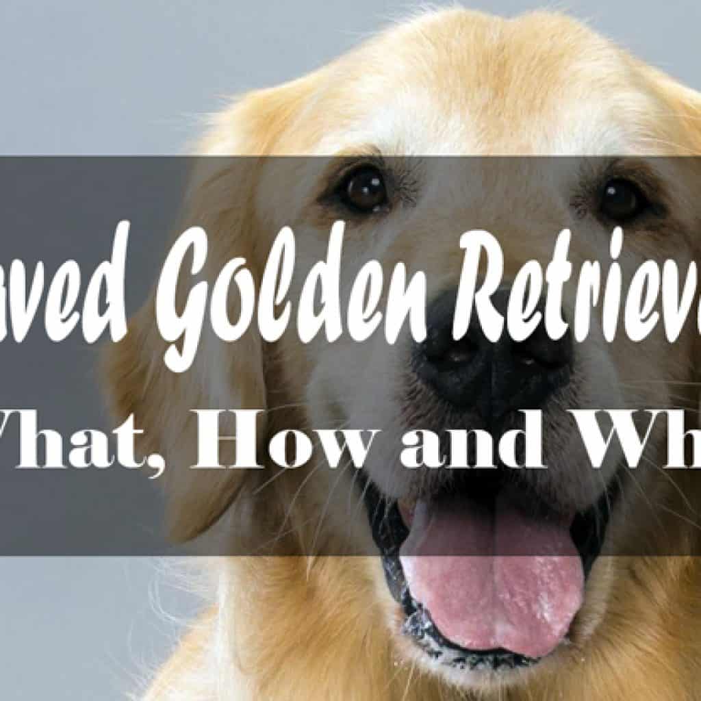 Shaved Golden Retriever The What How And Why Petdt