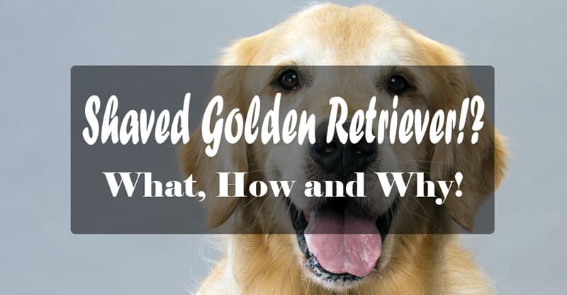 should you shave a golden retriever golden retriever the what how and why petdt a should you shave a golden retriever golden retriever the what how and why petdt a