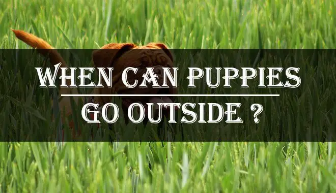 When can puppies go outside thumb