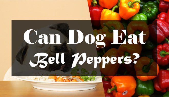 are bell peppers bad for my dog