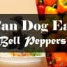 Can dog eat bell peppers thumbnail