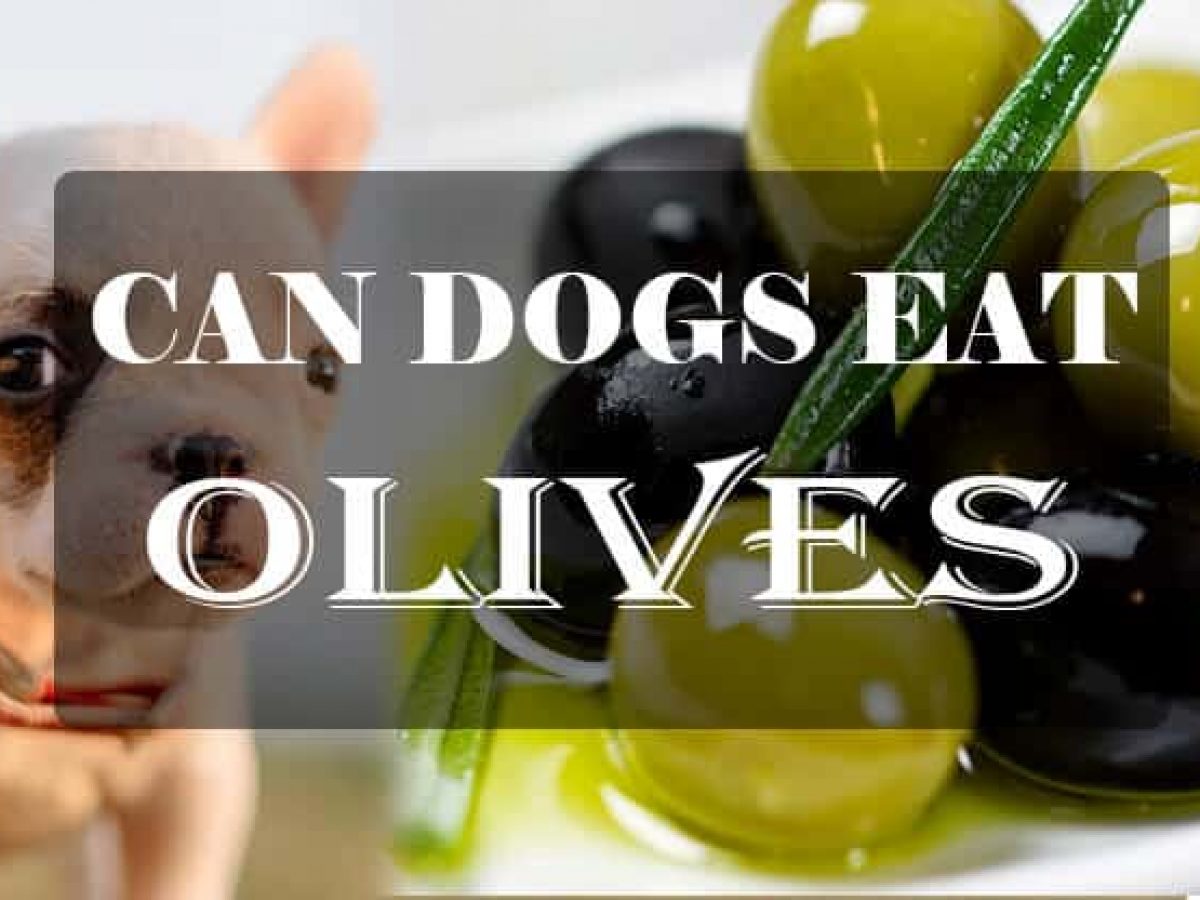 can dogs eat black olives