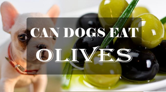 Can dog eat olives 1