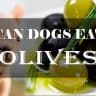 Can dog eat olives 1