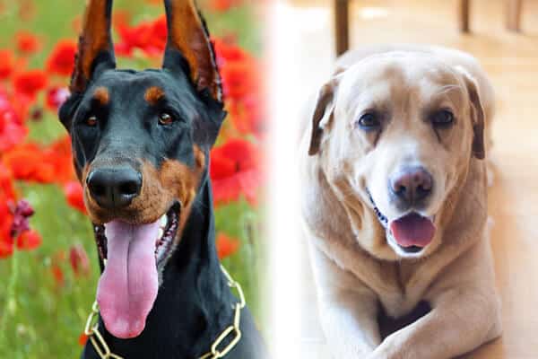 Everything You Need to Know About The Doberman Lab Mix PetDT